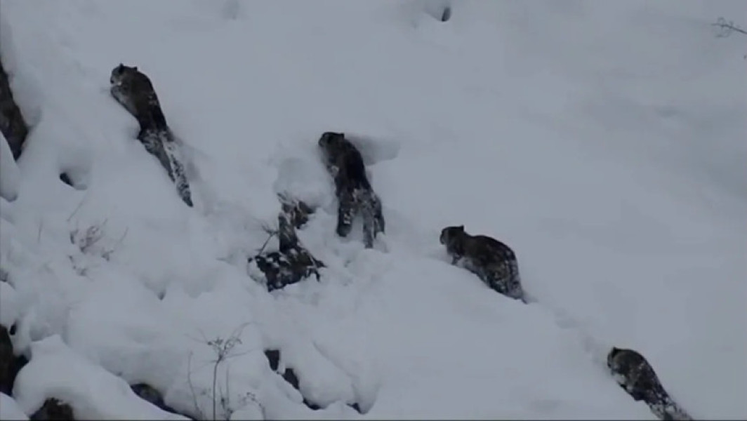 Leoparzi de zăpadă surprinși în Pakistan, provocând entuziasm în rândul naturalistilor