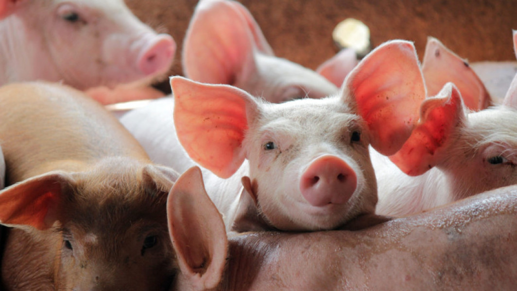 Proces împotriva statului spaniol pentru poluarea generată de fermele de porci