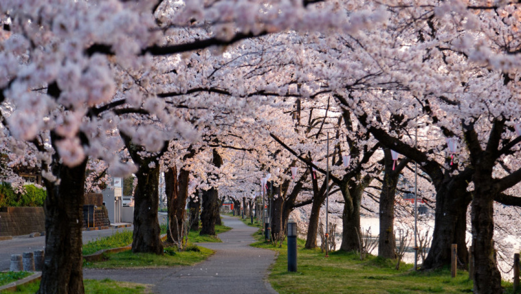 Florile de cires din Japonia, amenințate de schimbările climatice