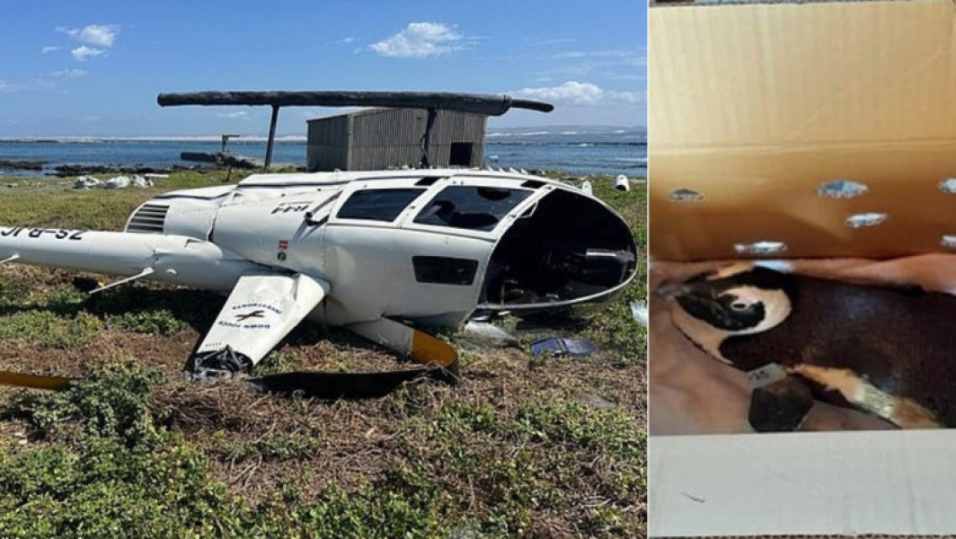 Un pinguin într-o cutie de carton a dus la prăbușirea unui elicopter în Africa de Sud