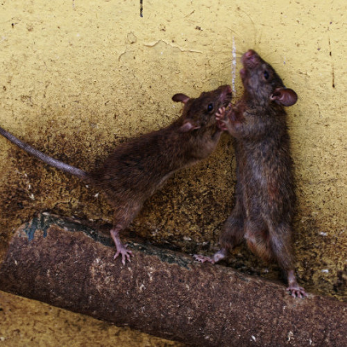 Unitatea Akhmat din Cecenia, afectată de hantavirus