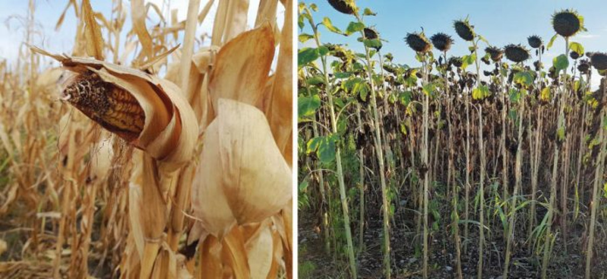 Seceta pedologică, instalată deja în Prahova, a calamitat culturi agricole înființate în primăvara 2025