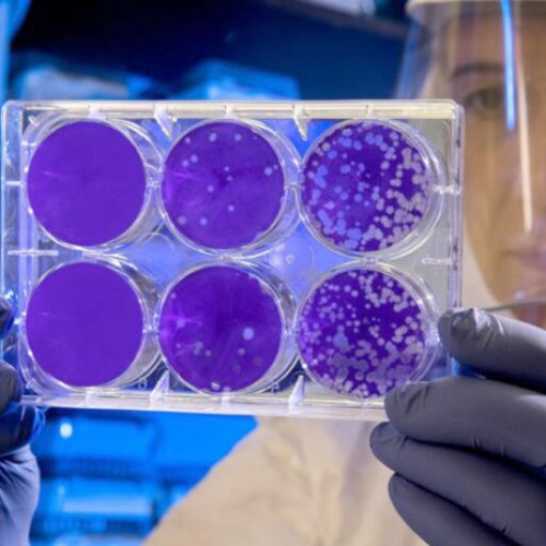 Antibioticul sintetic Novltex eficient împotriva bacteriilor rezistente multiple