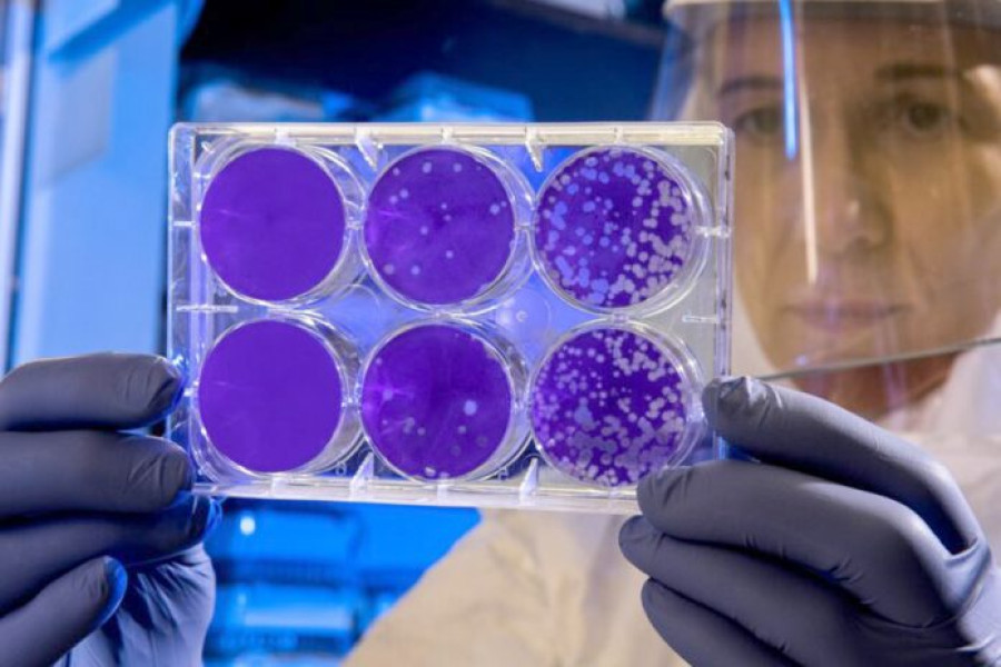 Antibioticul sintetic Novltex eficient împotriva bacteriilor rezistente multiple
