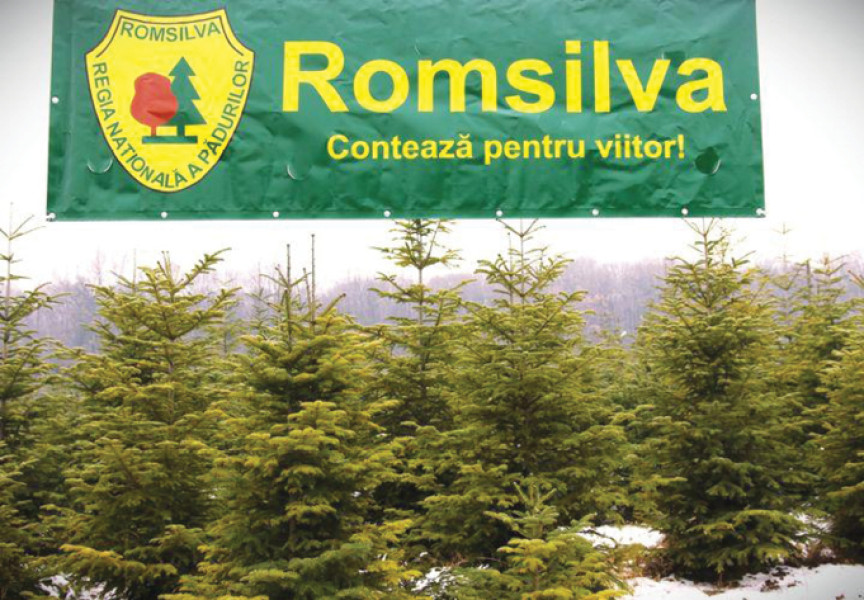 Romsilva oferă 2 milioane metri cubi de lemn pentru foc la prețuri similare cu 2024